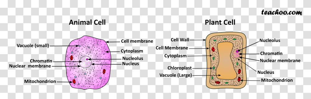 Plant And Animal Cell, Gray, World Of Warcraft Transparent Png
