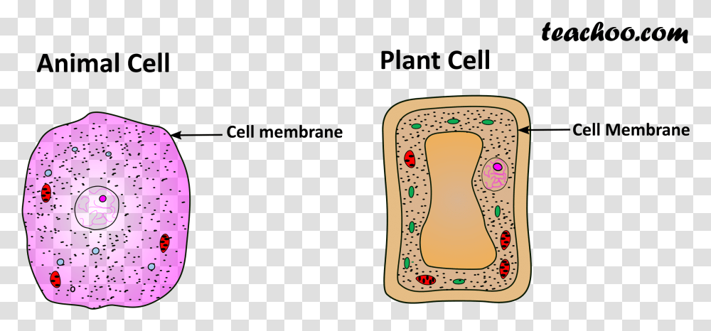 Plant And Animal Cell Only Cell Membrane, Number, Alphabet Transparent Png