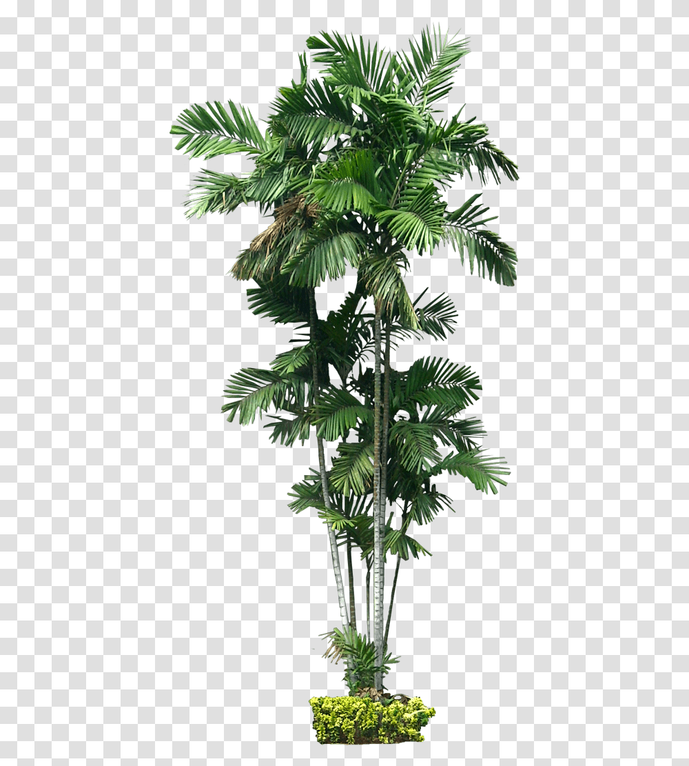 Plant Australia Ptychosperma Macarthurii Tree Palm Ptychosperma Macarthurii, Leaf, Vegetation, Conifer, Palm Tree Transparent Png