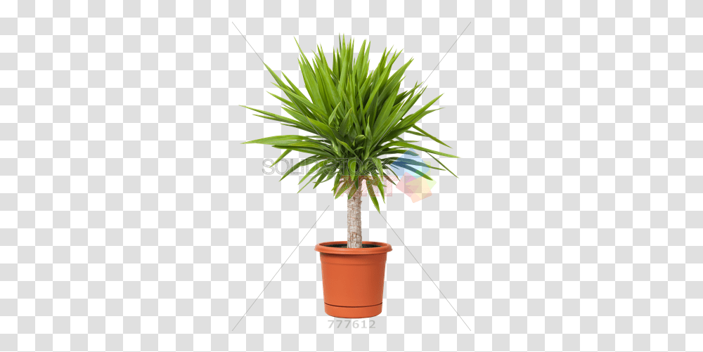 Plant Background Clipart Images Outdoor Tall Potted Plants, Tree, Palm Tree, Arecaceae, Flower Transparent Png