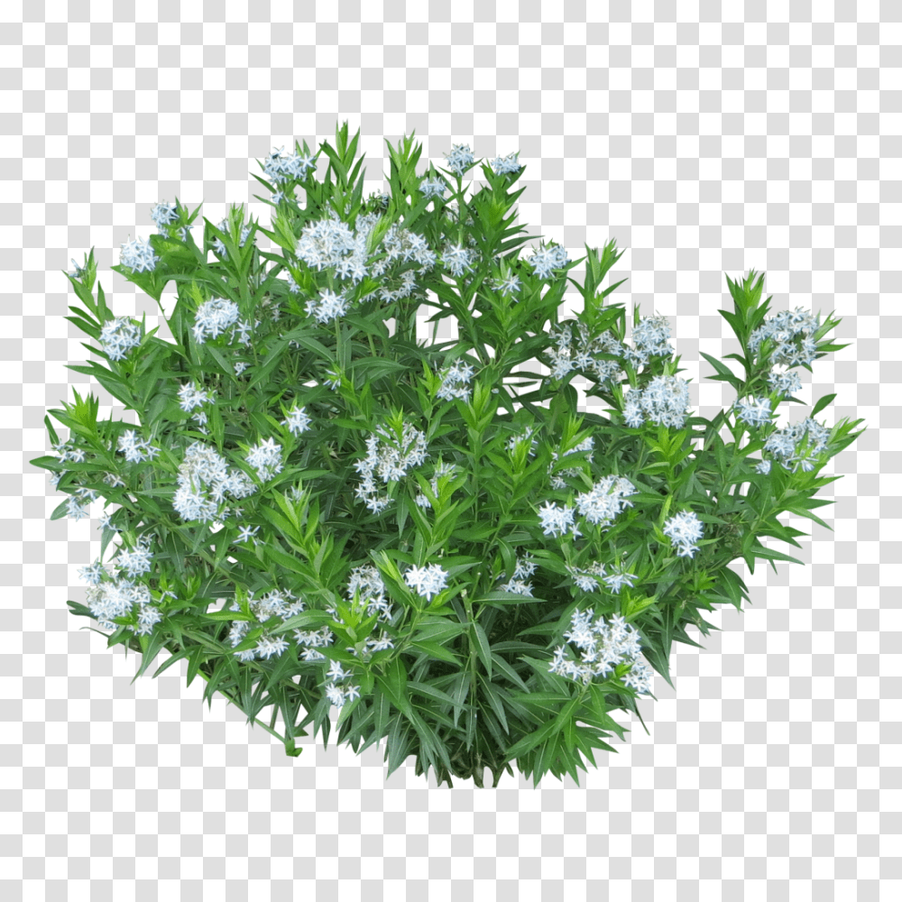 Plant Background Clipart Images White Flower Bush, Aster, Daisy, Vegetation, Potted Plant Transparent Png