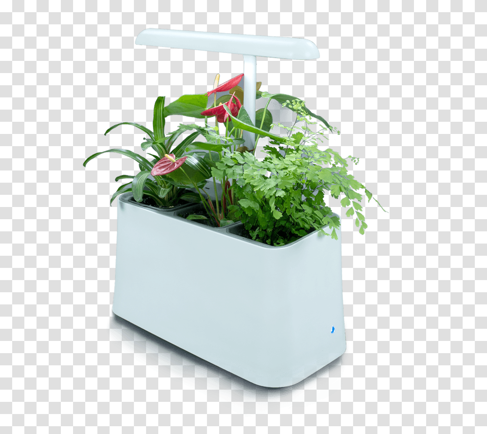 Plant Based Air Purifier More Than Just Indoor Plants Plant Based Air Purifier, Potted Plant, Vase, Jar, Pottery Transparent Png