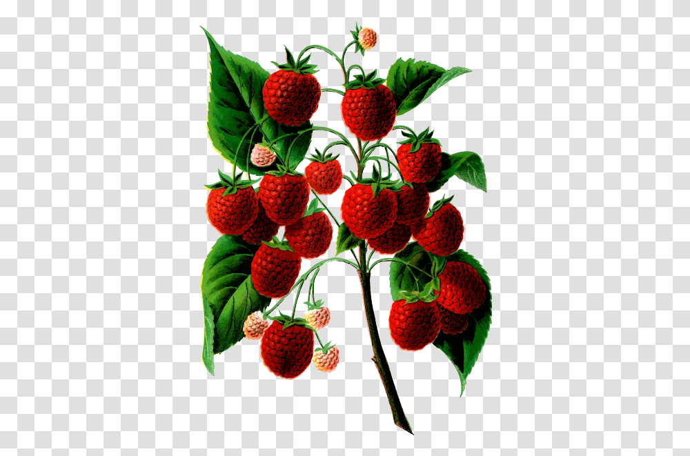 Plant Bearing Berries Raspberry, Fruit, Food, Strawberry Transparent Png