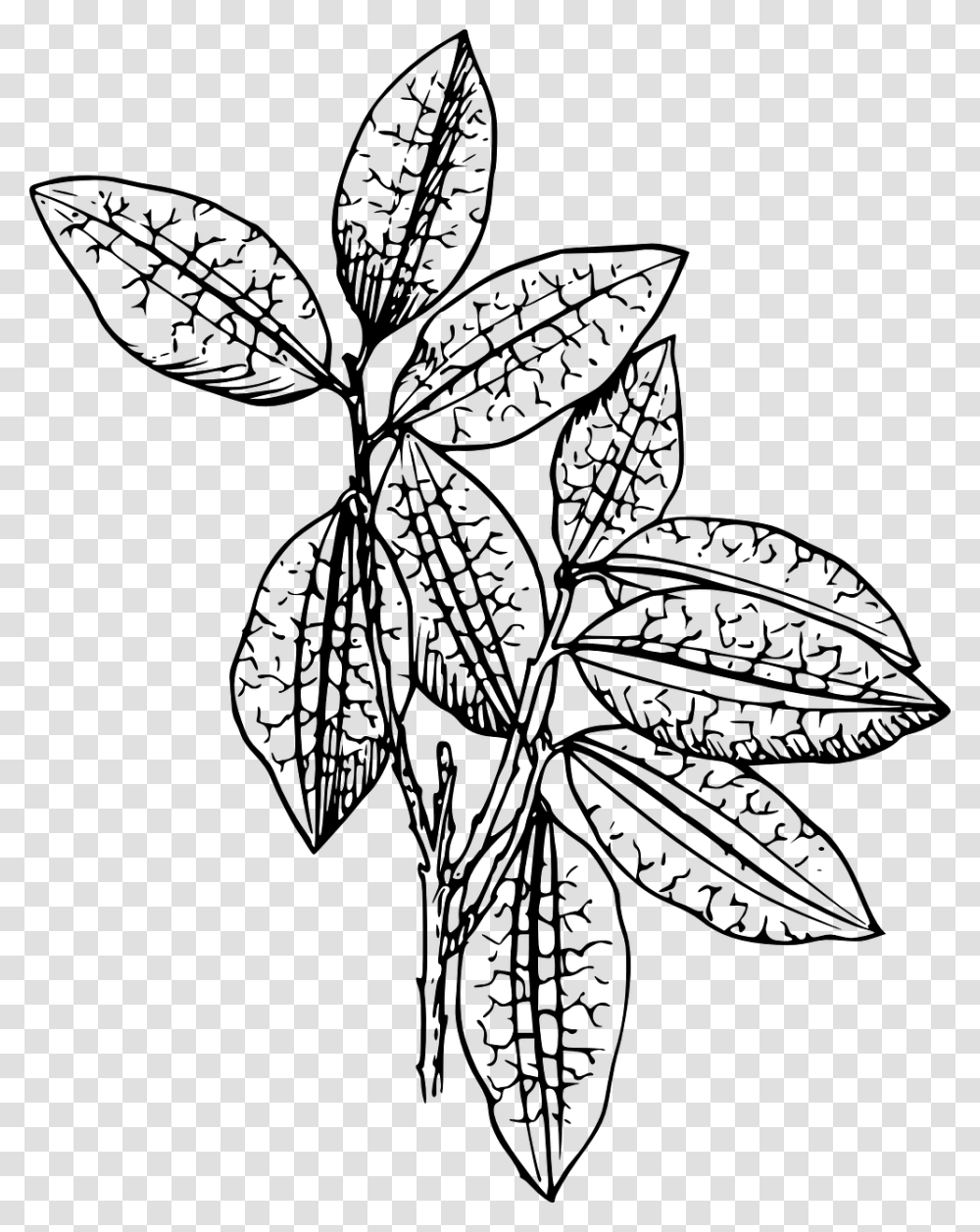 Plant Black And White, Gray, World Of Warcraft Transparent Png