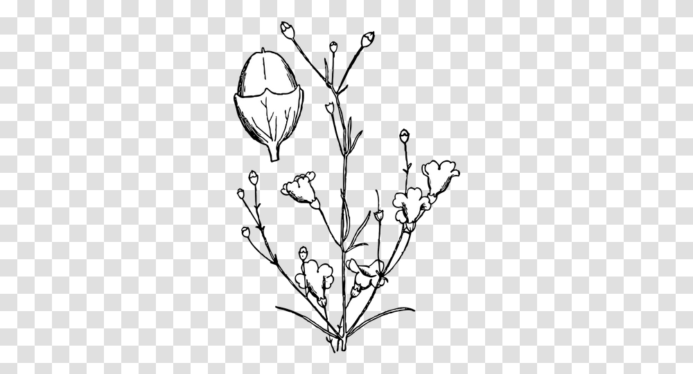 Plant Bush Shrub Flowers Images - Free Outline Images Of Shrubs, Chandelier, Lamp Transparent Png