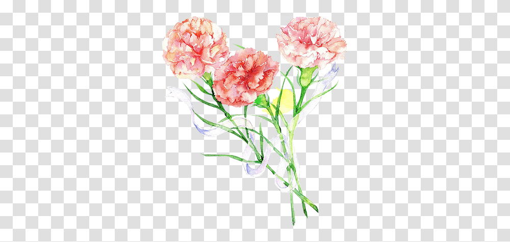 Plant, Carnation, Flower, Blossom Transparent Png