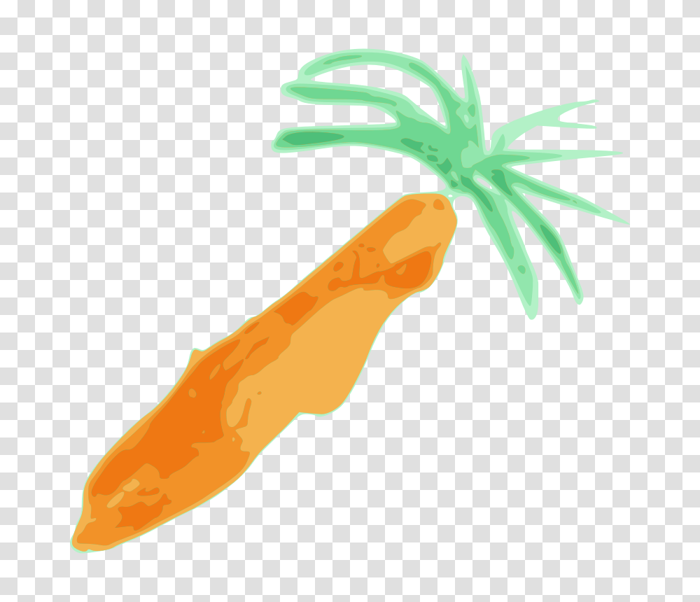 Plant, Carrot, Vegetable, Food Transparent Png