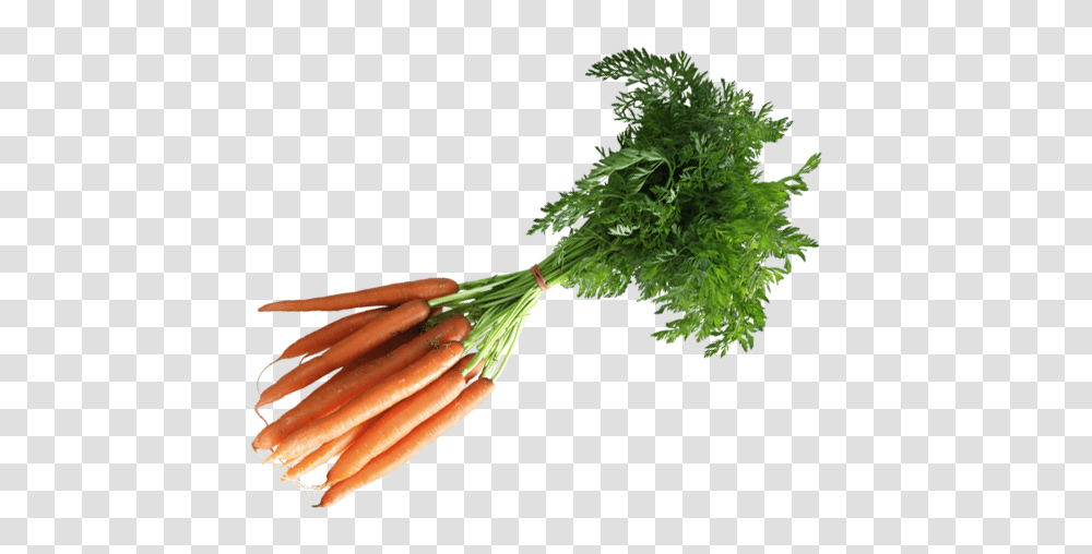 Plant, Carrot, Vegetable, Food Transparent Png