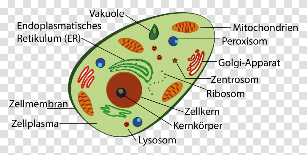 Plant Cell And Human Cell Download, Diagram, Disk, Dvd Transparent Png