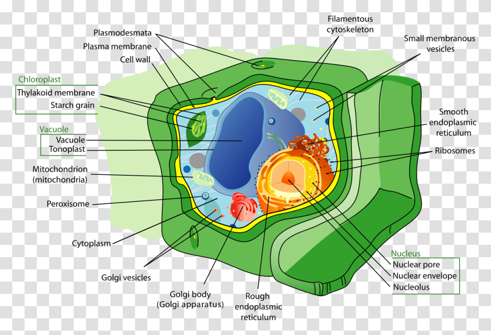 Plant Cell Diagram Cytoskeleton, Land, Outdoors, Nature, Green Transparent Png
