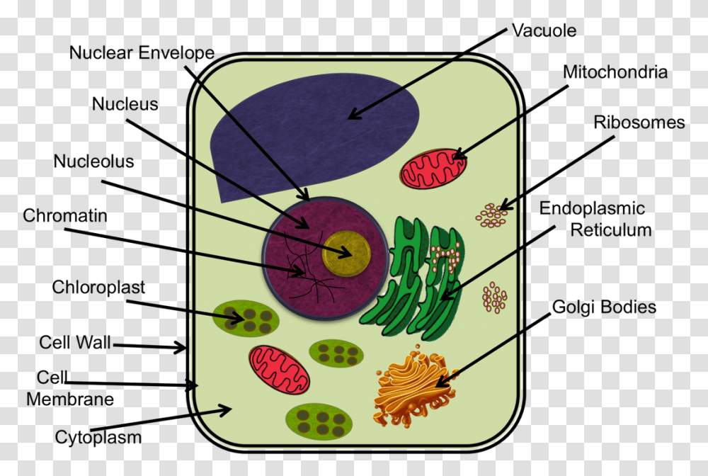 Plant Cell Diagram Ixl, Label, Number Transparent Png