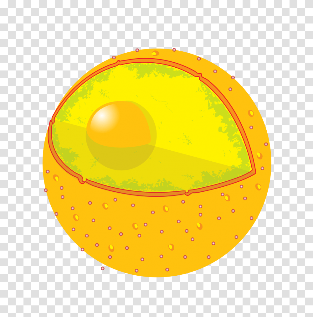 Plant Cell Iology, Sphere, Outdoors, Nature, Food Transparent Png