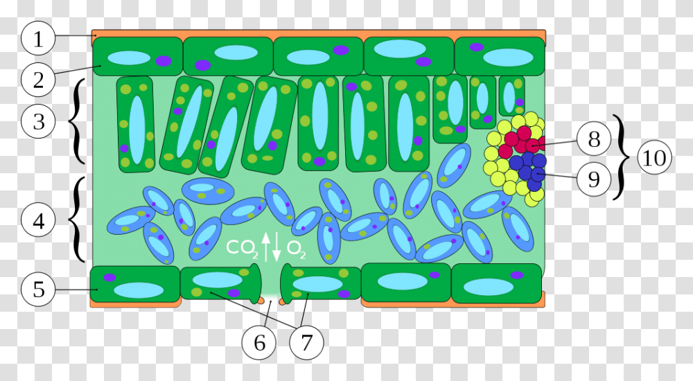 Plant Cell Leaf Cross Section, Doodle, Drawing Transparent Png