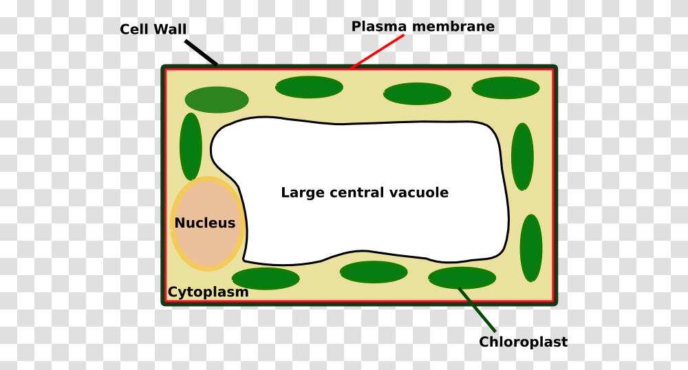 Plant Cell Looks Like Download Does A Plant Cell Look Like Under, Nature, Outdoors, Label Transparent Png
