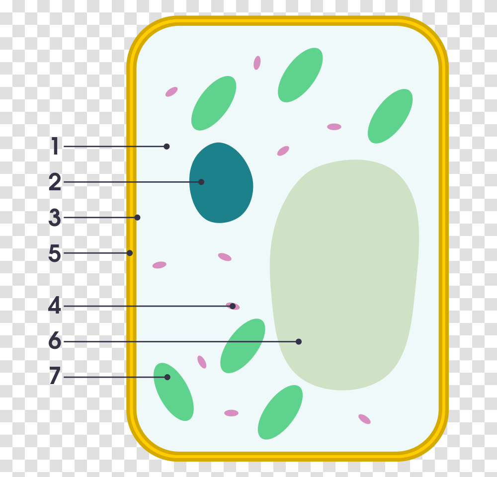 Plant Cell, Number, Label Transparent Png