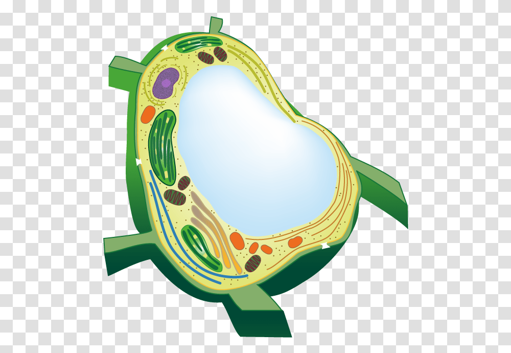 Plant Cell, Outdoors, Nature, Vegetation, Tree Transparent Png