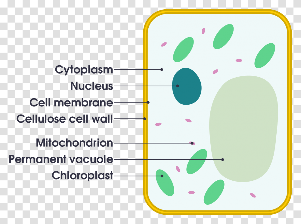 Plant Cell Vs Animal Cell Simple Download Diagram Of A Plant Cell Simple, Number, Label Transparent Png