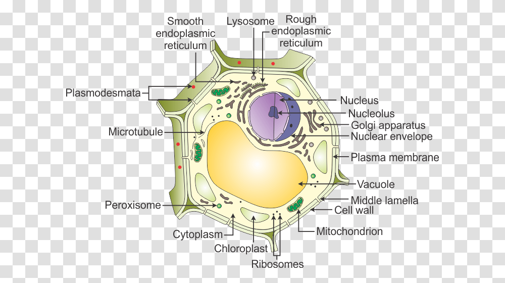 Plant Cell With Labelling, Diagram, Plot, Vegetation, Gun Transparent Png