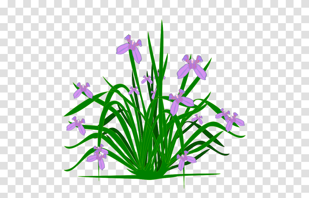 Plant Clip Art, Iris, Flower, Blossom, Amaryllidaceae Transparent Png