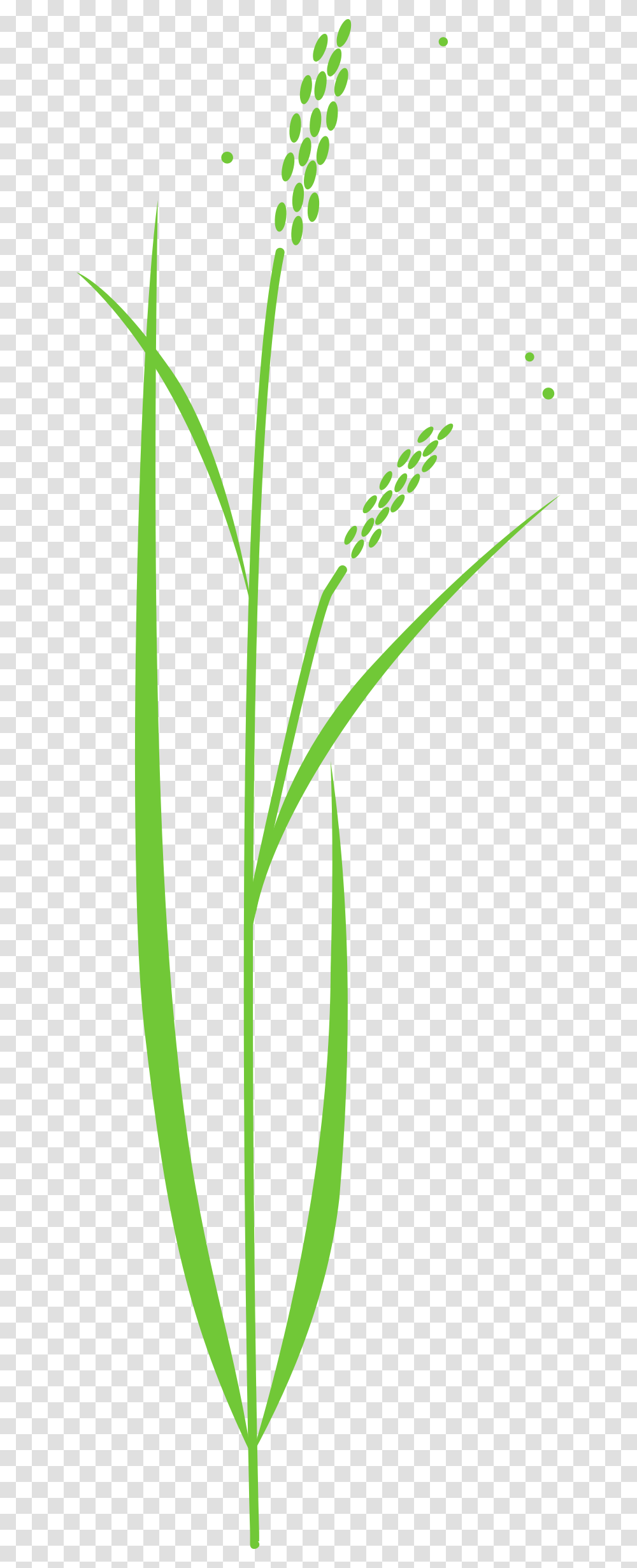 Plant Clip Art Rice Plant Free Clipart, Grass, Flower, Blossom, Daffodil Transparent Png