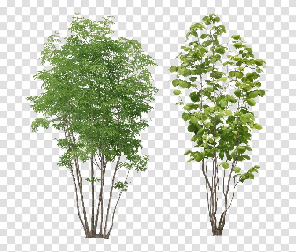 Plant Clipart Background Small Tree, Bamboo, Leaf Transparent Png