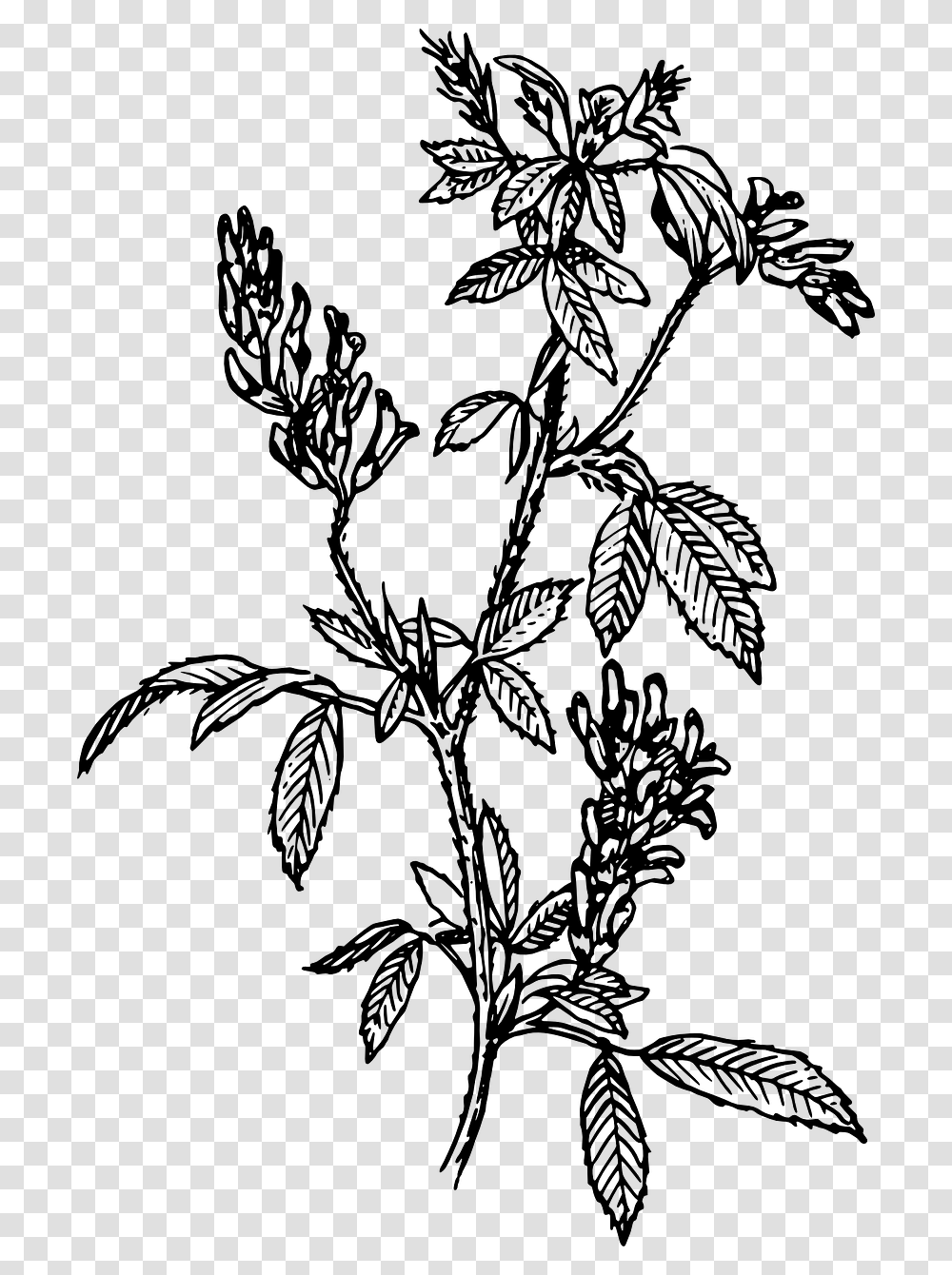 Plant Clipart Black And White, Gray, World Of Warcraft Transparent Png