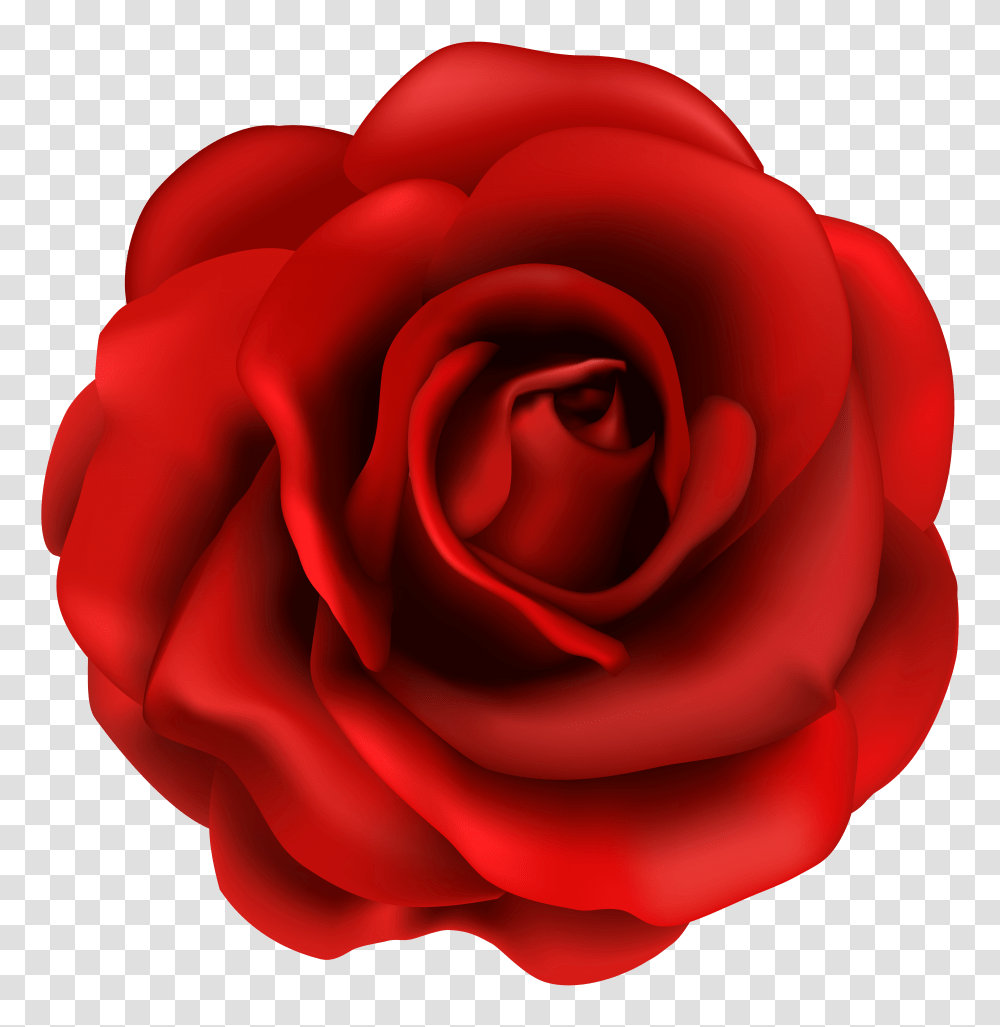 Plant Clipart Red Rose Transparent Png