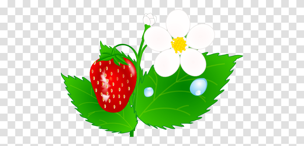 Plant Clipart Stawberry, Strawberry, Fruit, Food, Leaf Transparent Png