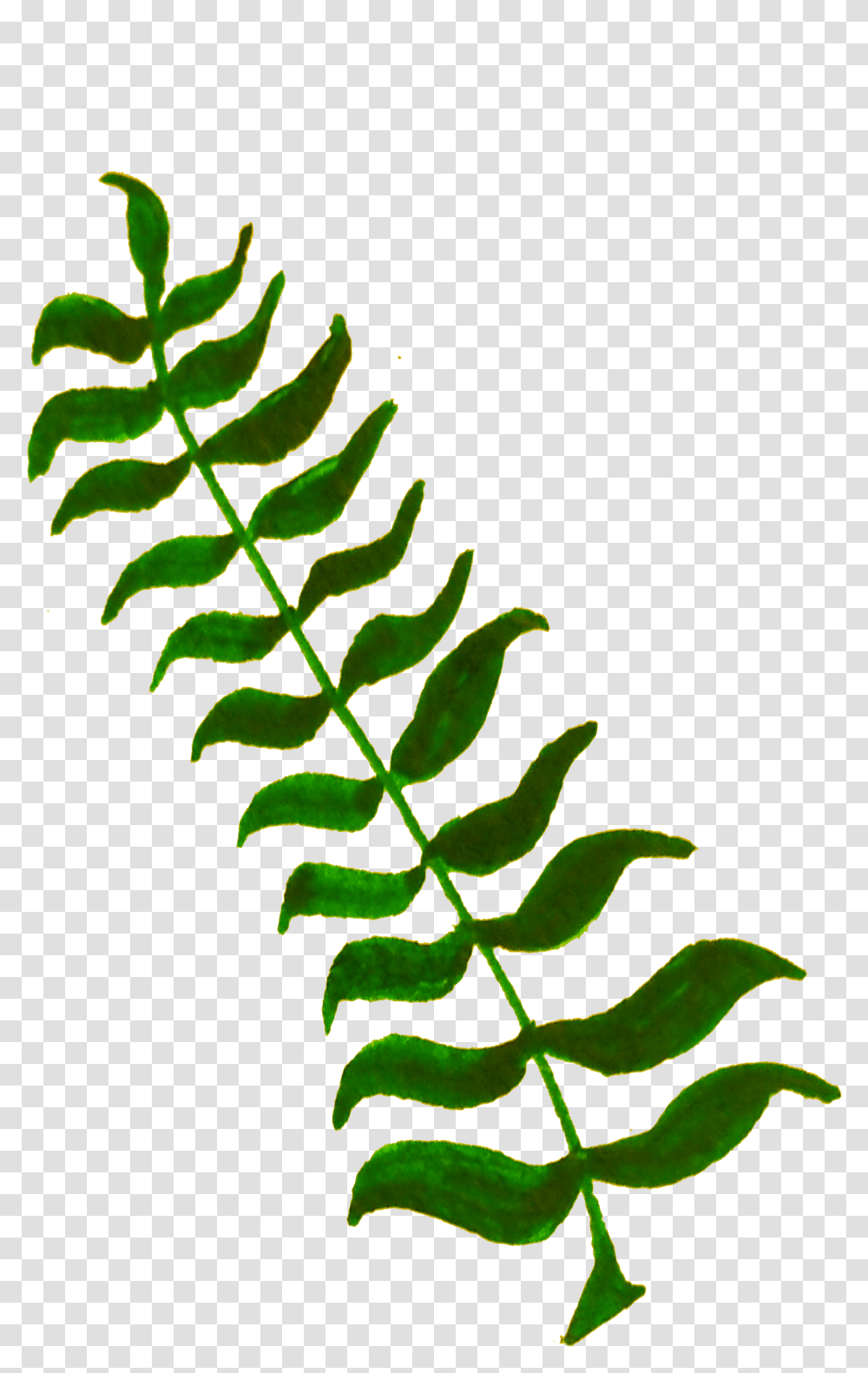 Plant Clipart Vascular Under Water Plant Clip Art, Fern, Leaf, Green Transparent Png