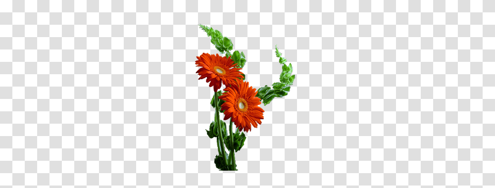 Plant, Daisy, Flower, Daisies Transparent Png