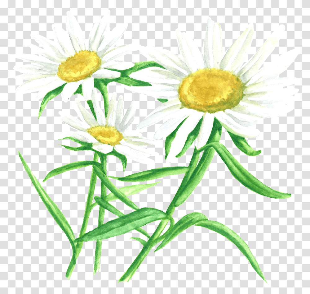 Plant, Daisy, Flower, Daisies Transparent Png