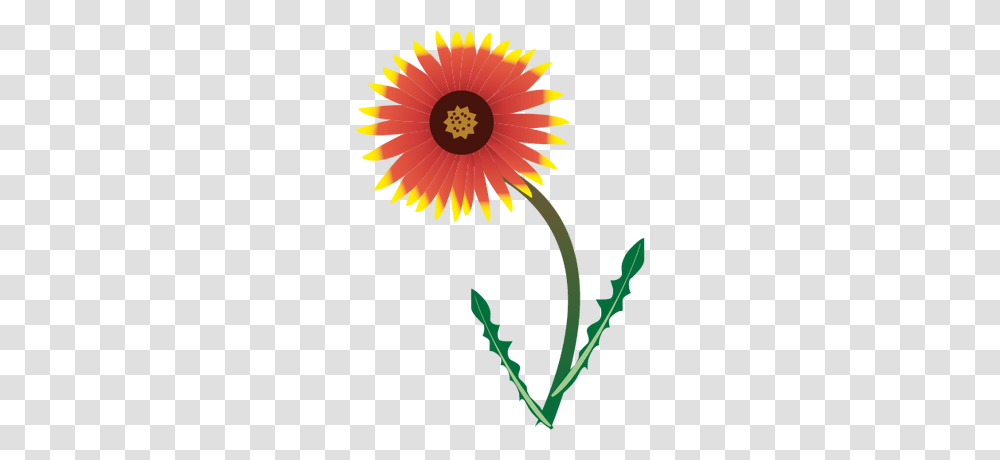 Plant, Daisy, Flower, Daisies Transparent Png