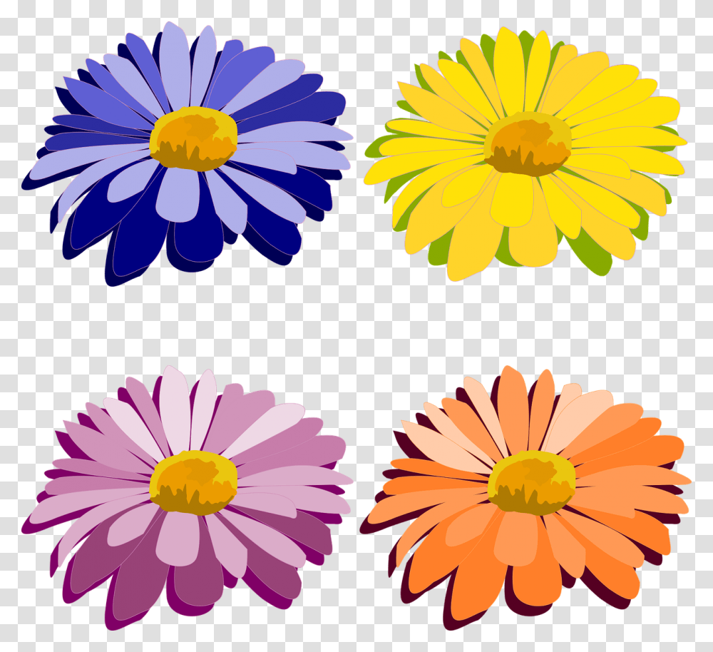 Plant, Daisy, Flower, Daisies Transparent Png