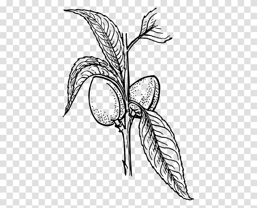 Plant Drawing Arecaceae Line Art Almond, Gray, World Of Warcraft Transparent Png