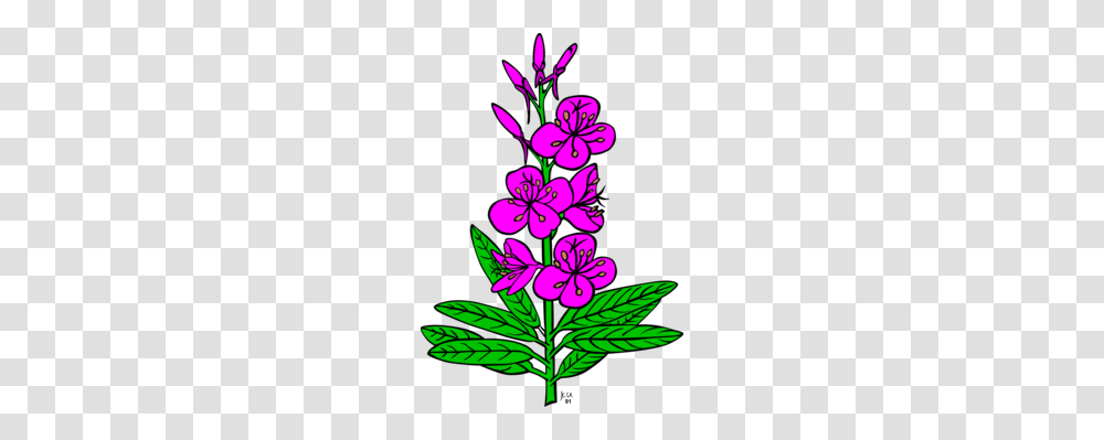 Plant Epilobium Canada Anemone Drawing Rose, Flower, Blossom, Geranium, Orchid Transparent Png