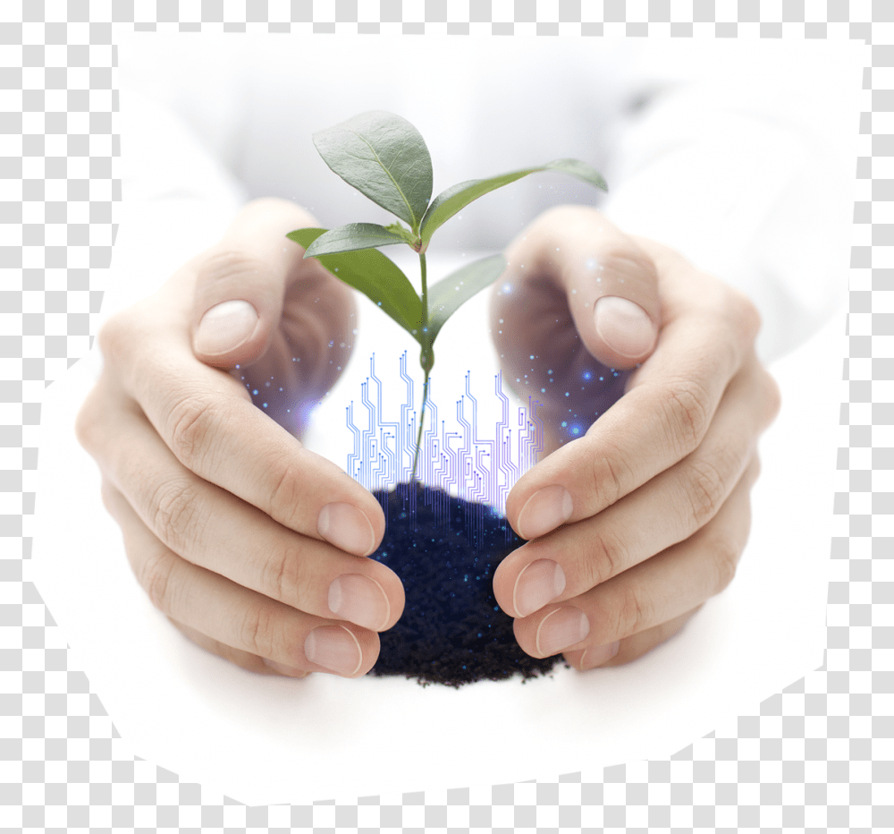 Plant, Finger, Planting, Hand, Person Transparent Png