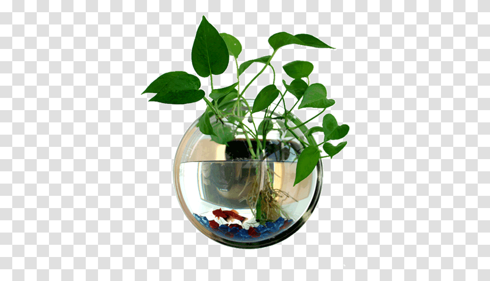 Plant Fish Bowl, Leaf, Soil, Animal, Water Transparent Png