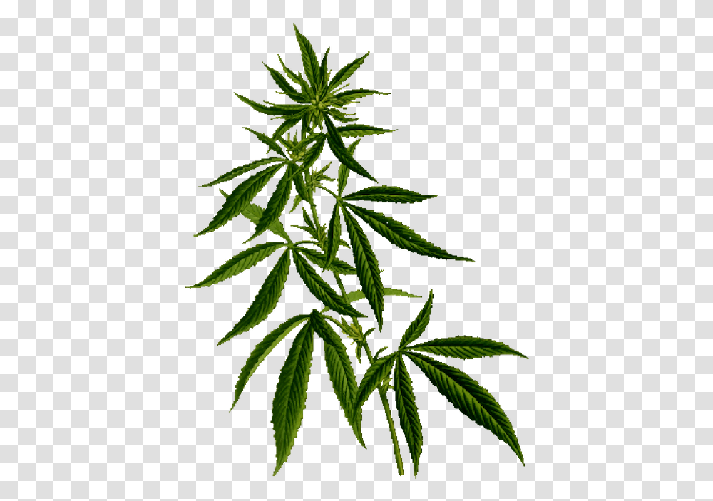 Plant Flipped Cannabis Eorld, Hemp, Weed Transparent Png