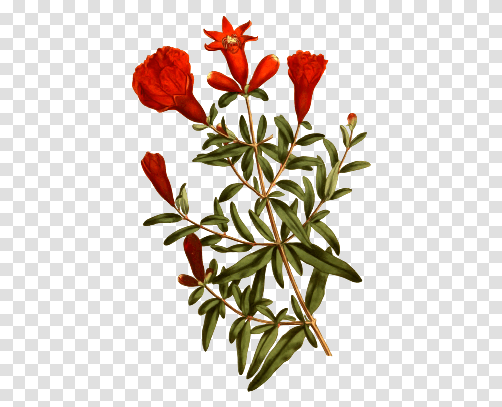 Plant Flora Shrub Clipart Pomegranate Flowers, Acanthaceae, Blossom, Leaf, Geranium Transparent Png