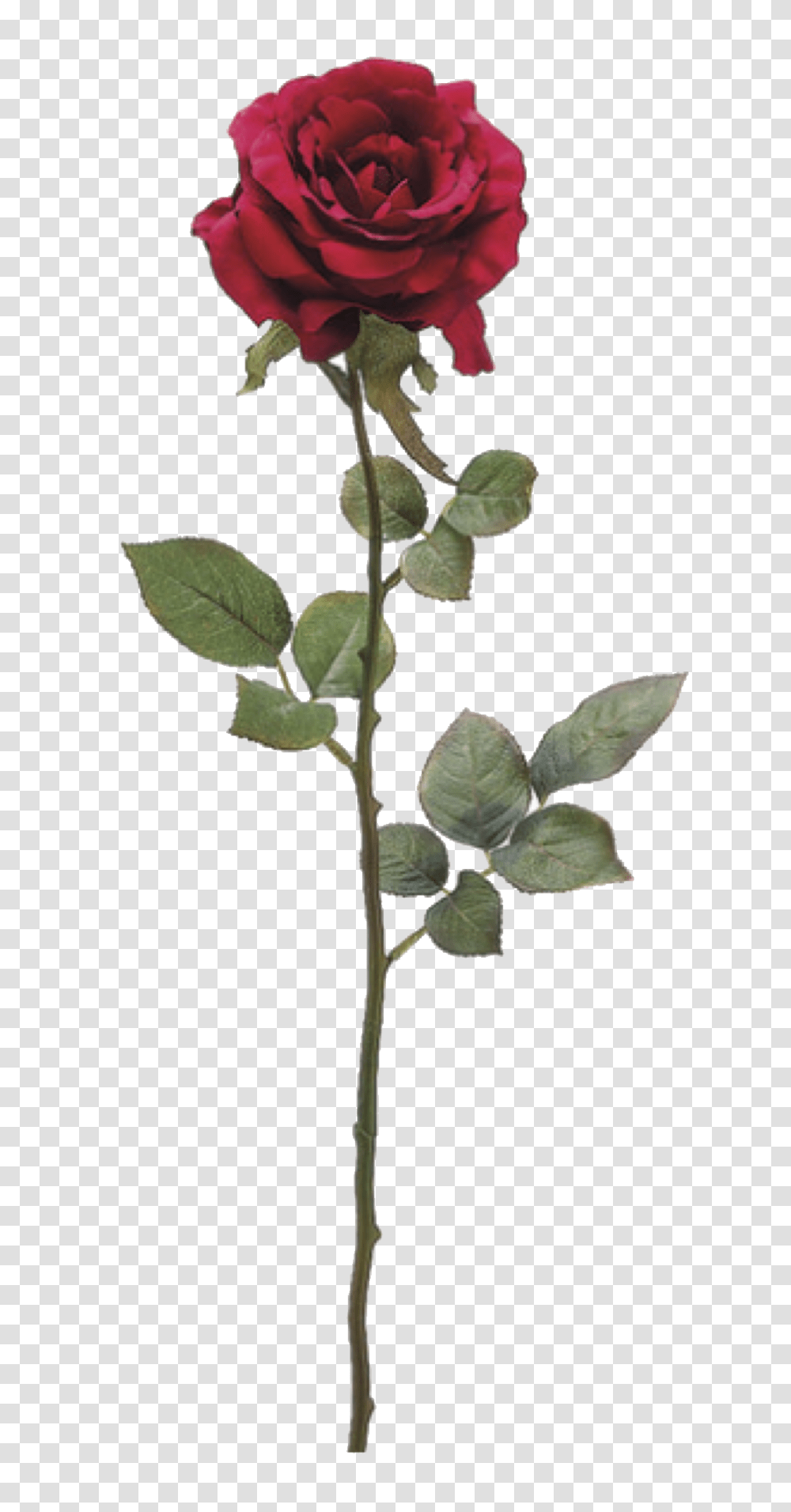 Plant, Flower, Acanthaceae, Tree Transparent Png