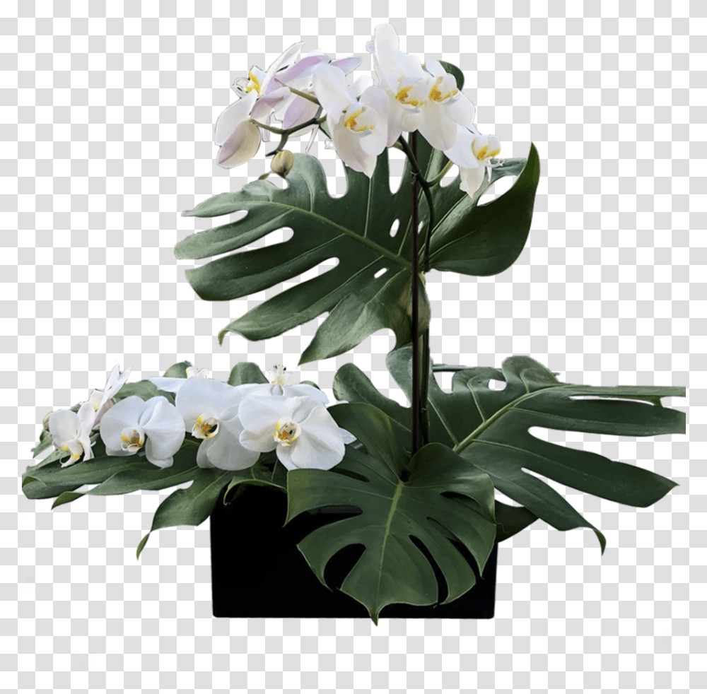 Plant, Flower, Blossom, Acanthaceae Transparent Png