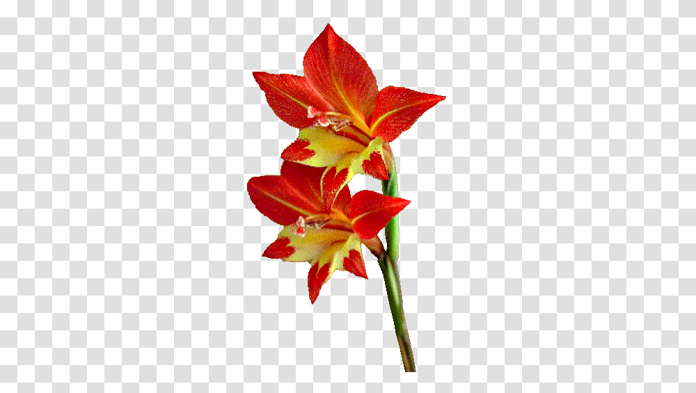 Plant, Flower, Blossom, Amaryllis Transparent Png