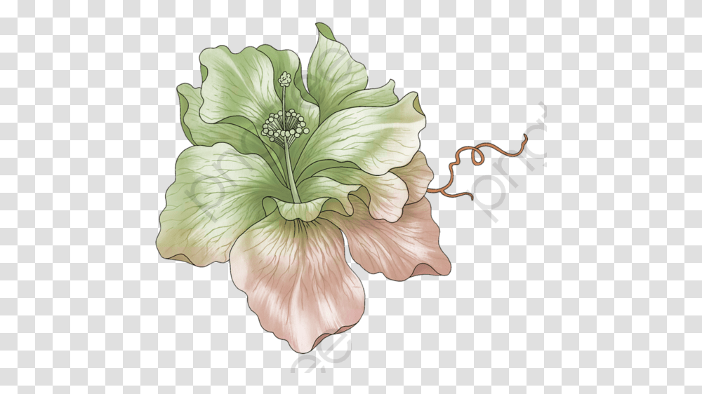 Plant, Flower, Blossom, Anther Transparent Png