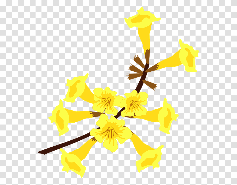 Plant, Flower, Blossom, Anther Transparent Png