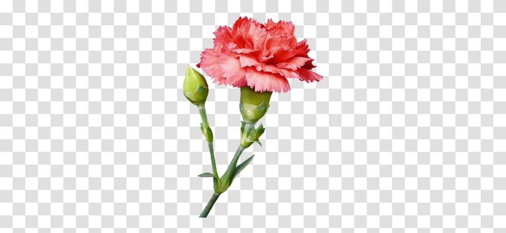 Plant, Flower, Blossom, Carnation Transparent Png