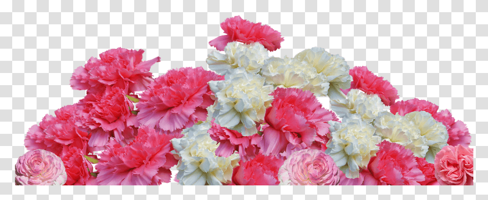 Plant, Flower, Blossom, Carnation Transparent Png