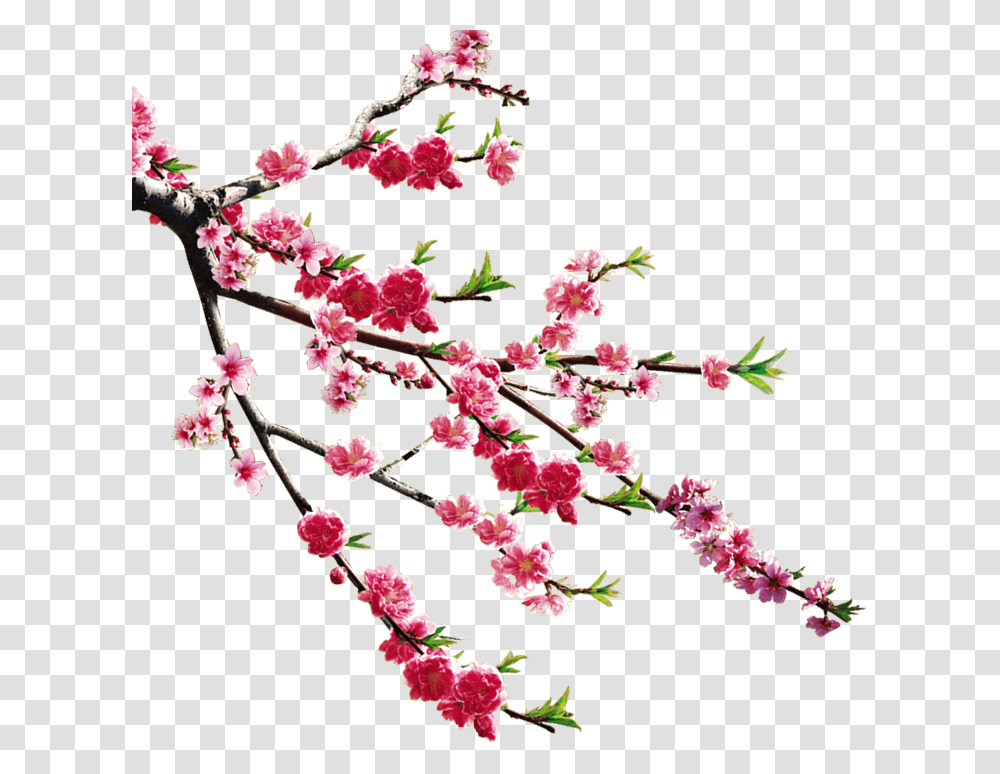 Plant, Flower, Blossom, Cherry Blossom Transparent Png