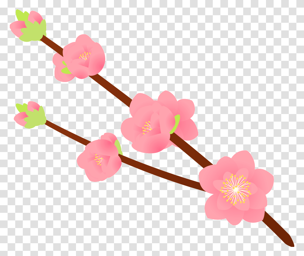 Plant, Flower, Blossom, Cherry Blossom Transparent Png