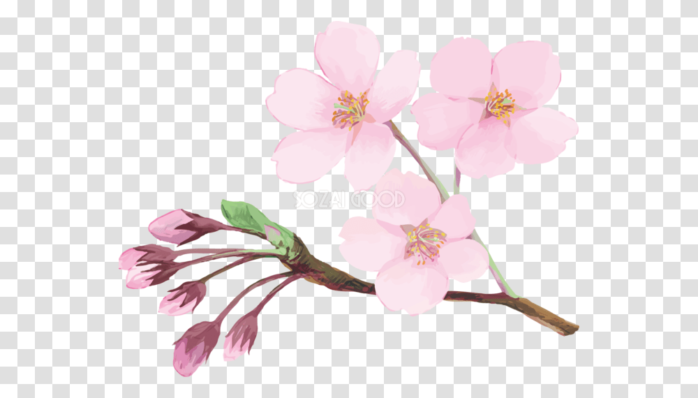 Plant, Flower, Blossom, Cherry Blossom Transparent Png