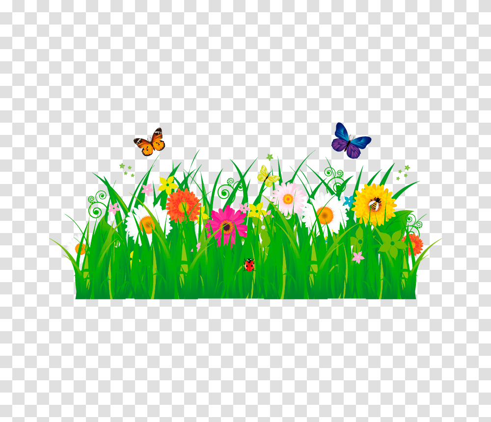 Plant, Flower, Blossom, Daisy Transparent Png